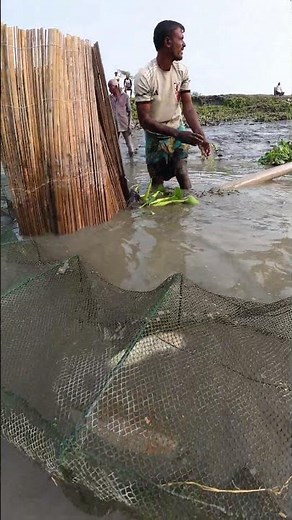 Giant Fish Catching in Village Pond | Most Satisfying Fishing Video #fishing #fish #handfish