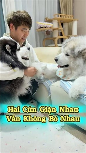 Hai Cún Giận Nhau Năm Phút Lại Thân 🐶💖😆 #senkhoc #thunuoihaivl #ytshortsvietnam #meohera