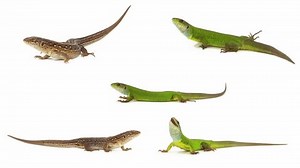 Lizard On White Background Isolated Screen Stock Footage Video (100% Royalty-free) 3403853823 | Shutterstock