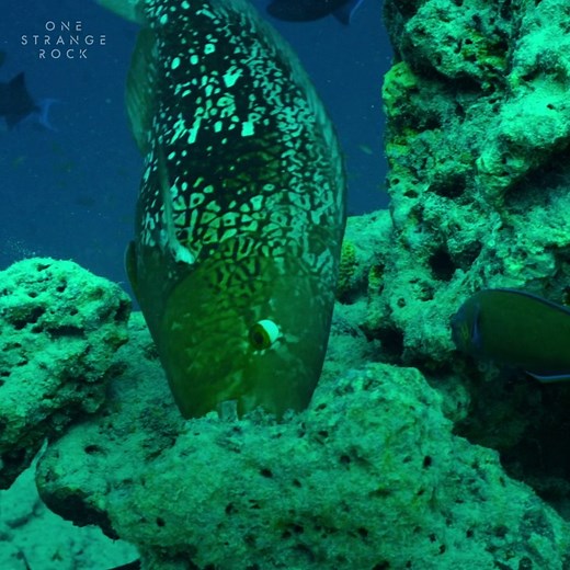 96K views · 1.8K reactions | The number one element in a tropical paradise could actually be a number two 勞 In a year, one parrotfish eats enough coral to poop out one ton of sand, making them crucial contributors to island development and marine habitats #OneStrangeRock | National Geographic Animals | Facebook