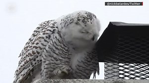 35K views · 987 reactions | A rare bird sighting in California has people flocking to get a glimpse. | CNN International | Facebook