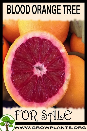 Blood orange tree - How to grow & care