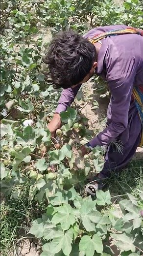 How Cotton Is Picked by Hand 🌿🤍 Real Farm Work. #farming #agriculture #cotton