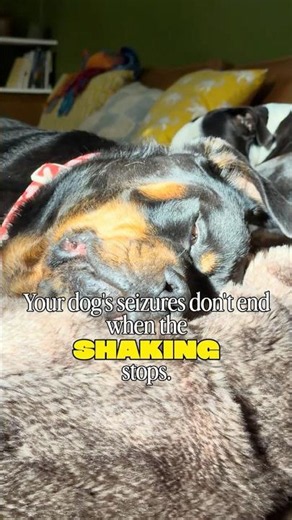6 things CANINE EPILEPSY can do to the brain.