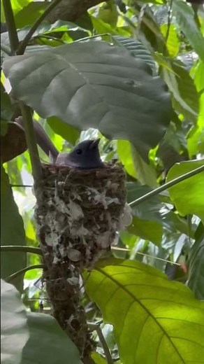 Black naped Monarch Female bird chirping