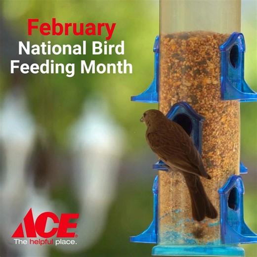 It’s National Bird Feeding Month! 🐦 What birds are visiting your yard right now? Tell us below! ⬇️ From seed and suet to feeders and houses, we have everything you need to keep them coming back. https://www.acehardware.com/departments/outdoor-living/bird-and-wildlife-supplies | Central Illinois Ace Hardware - Lincoln IL