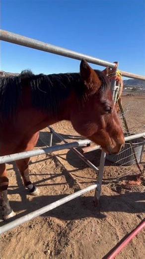#SYNCHRONICITY is an ever present reality for those who have eyes to see ❤️🐴 #CarlJung 💫 ​⁠#111