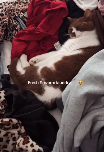 Happy cat = happy wife 🫧🫧 #catsoftiktok #britishshorthair #cutecat #cuteanimals