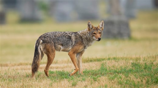 Coyote denning season begins: What GTA residents should expect and how to stay safe