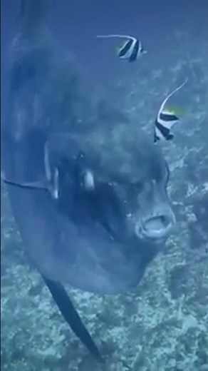 Here is the sunfish #science #documentary #ocean