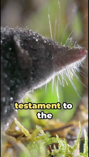 Scientists Uncover Fourteen New Shrew Species on Sulawesi Island