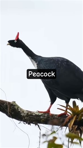 Beautiful voice #peacock #birds #animals #zoo #wildlife ‪@RRscene-s‬