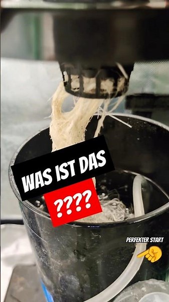 Wurzel Explosion 😱 Anbauen mal anders! DWC Grow