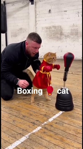 The Flighting Cat Boxing 🥊 cat 😺😱cat boxing 🥊 viral cat #boxing #shorts #boxingcat #dangerouscat