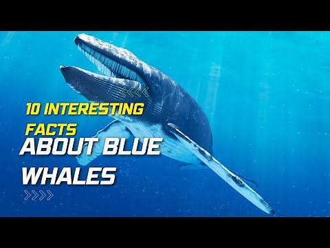 10 Interesting Facts About Blue Whales | #AnimalsandPets