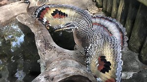What does a Sun Bittern do when confronted by a predator? Look bigger and show off those big eye spots on the wings. 👀 | St. Augustine Alligator Farm Zoological Park