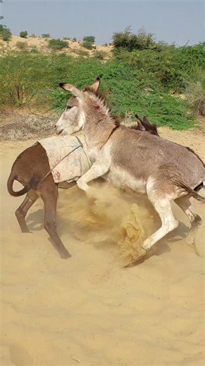 #donkey #jquery #viral #pets #nature #kick