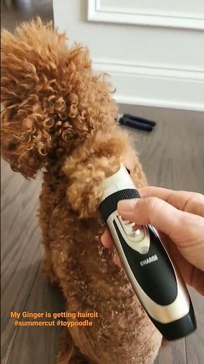 Toy poodle gets summer cut