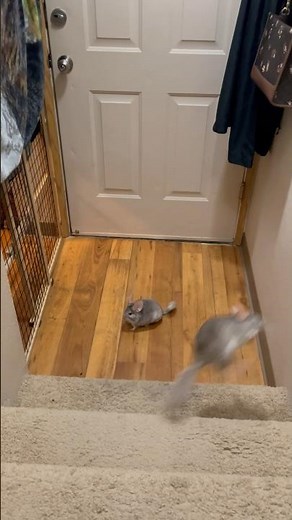 Chinchilla Popcorning