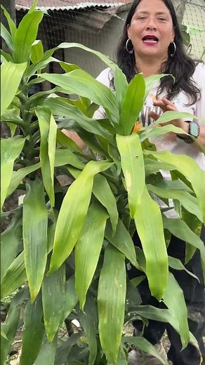 Learn to Grow Dracaena Plants at Home Without the Hassle