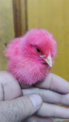 Day 7th chicks playing video ساتویں دن کا چوزہ video 1 #babychicks #babyanimals #adorablechicks