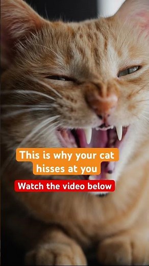 Why do cats hiss at their owners? #cathissing #whycatshiss #whydocatshiss