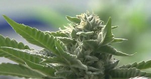 Some newly developed marijuana strains are much more potent