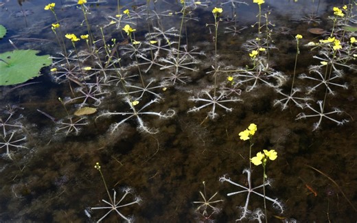 基因组最小，手段最狠：没有根的植物如何称霸水域？