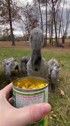 Blue runner ducks eating corn!! #duck #shorts #trending #subscribe #cute #funny I