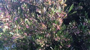 Dodonaea Viscosa ‘purpurea’, Purple Hopseed Bush, Large Shrub or Small Tree Easy to Grow, Screen Plant, Drought Tolerant, LIVE POTTED PLANT - Etsy