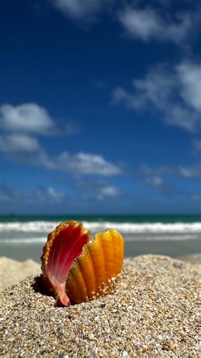 Nellie on Instagram: "Come shelling for sunrise shells with me ☺️ I tried to answer some of your questions that you’ve had about shelling, but let me know what other ones you have and I’ll try to get to them next time. Happy shelling! . wetsuit: @neritic_diving . . . . . . . #scuba #scubadiving #diving #shells #shelling #ohau #hawaii #ocean #adventure #hilife #oahulife #underwater #underwaterlife #shell"
