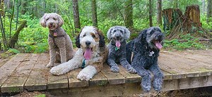 Le sujet chaud de l’heure : Les chiens de type Doodle