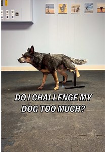 Challenging Your Cattle Dog for True Fulfillment