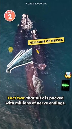 Narwhal Facts: The Whale With a Ten-Foot Tooth Through Its Lip