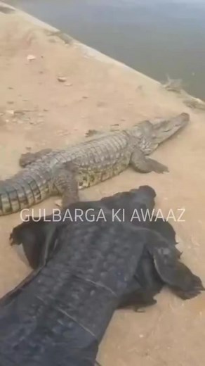 32K views · 282 reactions | Man Teases Reptile Wearing Crocodile Costume. #viral #viralpost #crocodile #man #Shocking #video #trending #trendingnow #INTERNET | Gulbarga Ki Awaaz | Facebook