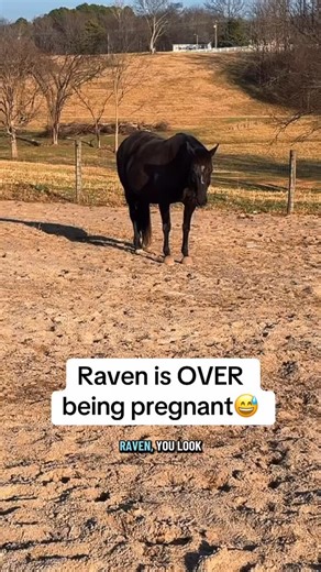Katie Van Slyke-Mabry | Raven is 323 days pregnant today! #Horses #horse #aqha | Instagram