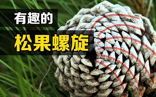 “斐波那契数列”是什么？用笔画出松果的走向，有趣的现象发生了