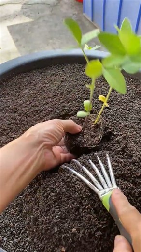 ​🌱 Transplanting Young Soybean Seedlings in Container Soil Using Hand Rake #shorts
