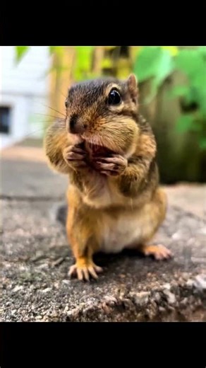 This chipmunk found his best friend 🥹❤