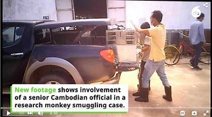 Damning evidence emerges in Cambodian monkey smuggling case