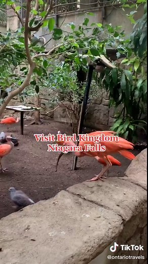Explore Bird Kingdom in Niagara Falls
