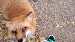 Find out which foxes actually "sit" for treats? | Saveafox Corporation
