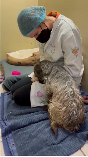 63 dogs rescued | BC SPCA