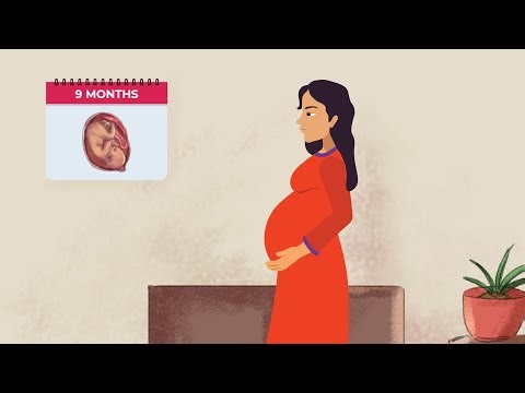 Trimesters of Pregnancy (Hindi) | गर्भावस्था के चरण