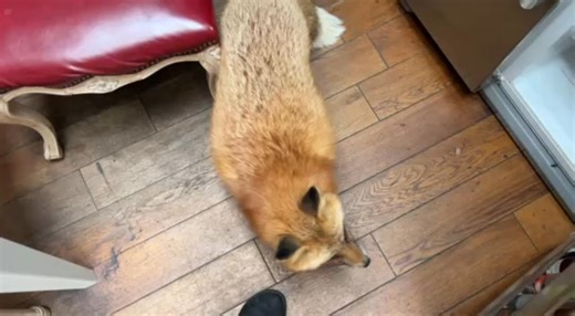 #fox #adorable #cute #animals #alicethefox | Alice the Fox