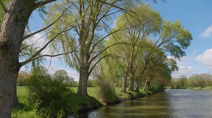 Tree-lined natural landscape by the river, Generative AI