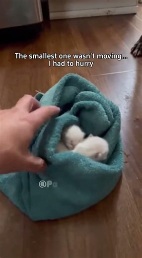 My Pitbull Came Home With a Kitten in His Mouth