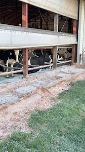 Getting the curtains closed up on the barns today! #barn #cows | Den Hoed Dairy