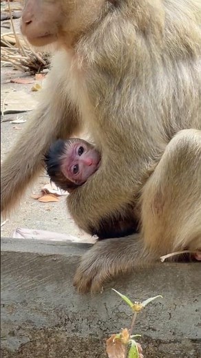 Young monkey Brindy trying her best to have her first baby successfully