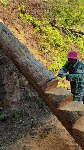 Making stairs from tree trunks #shorts